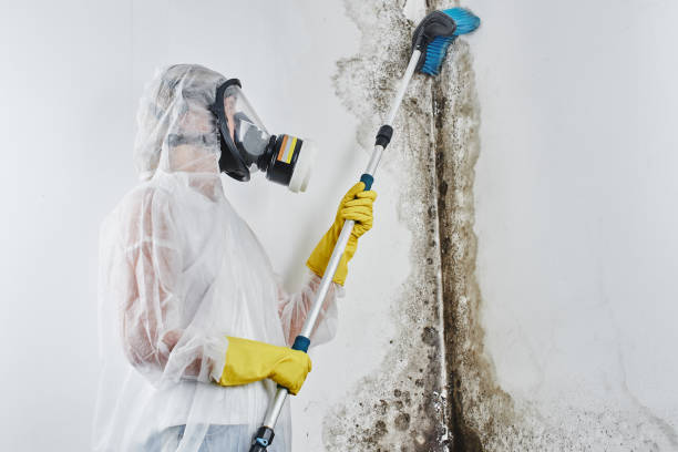 Office Mold Removal Services in Williamsburg, IA