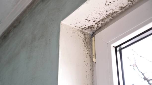 Best Toxic Mold Removal  in Willmsburg, IA
