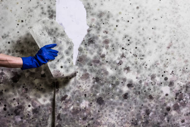 Water Damage Restoration in Williamsburg, IA